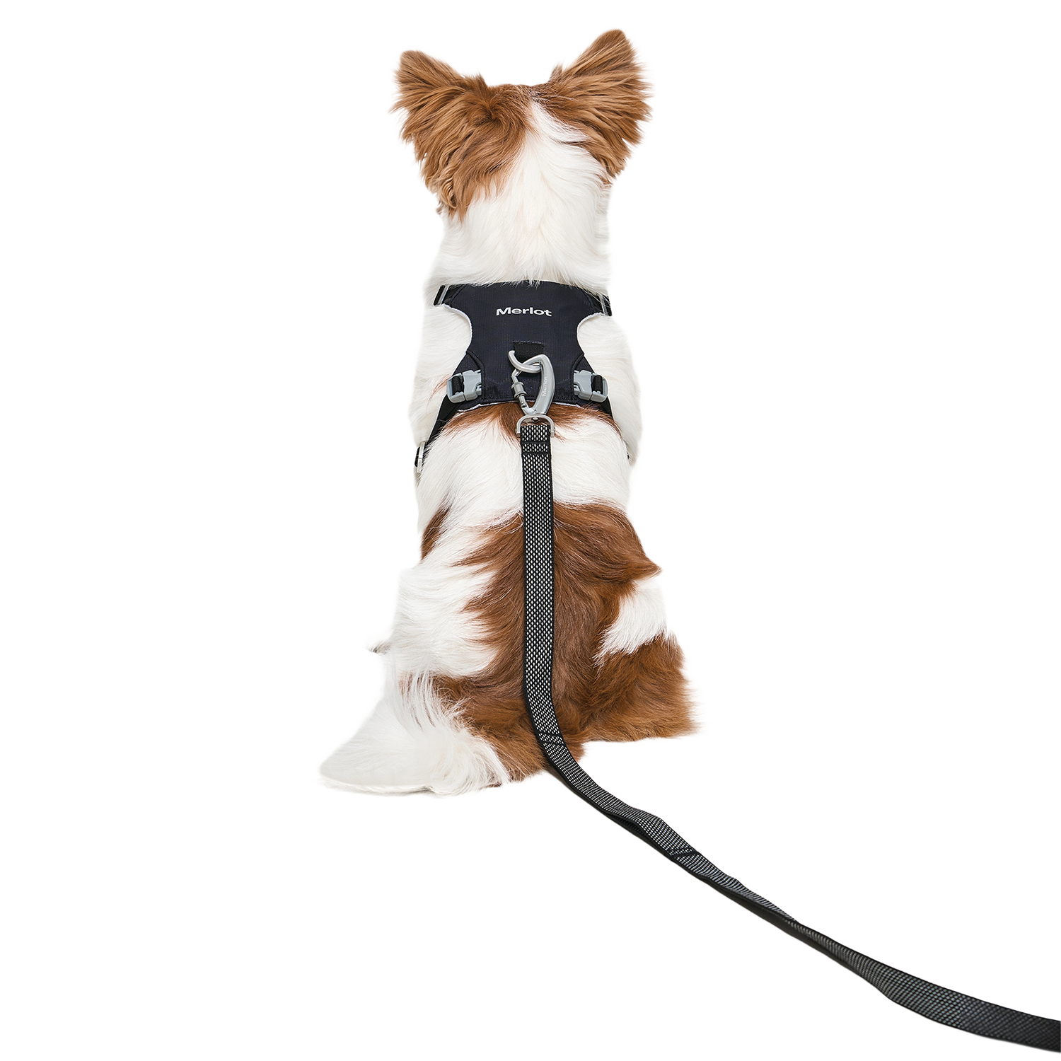Ardor Free Leash Black — hands-free 3-way dog leash by Merlot, carried by Ondo