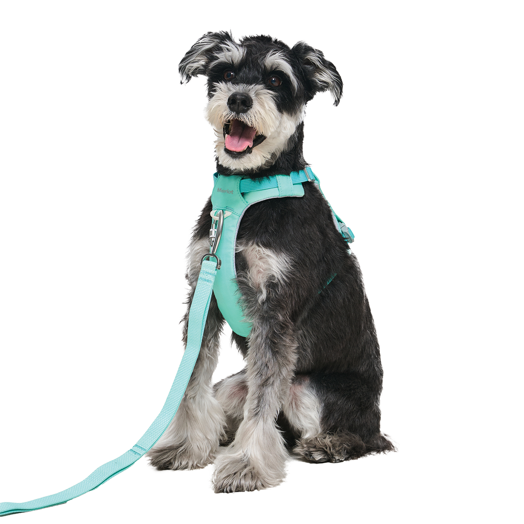 Ardor Free Leash Mint — hands-free 3-way dog leash by Merlot, carried by Ondo