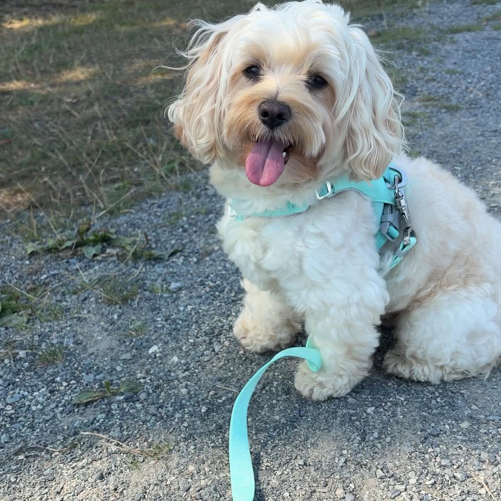 Small cream-coloured dog sitting on a gravel path in a mint green Ardor harness with the mint leash trailing. Photo by @finnegantrainor.