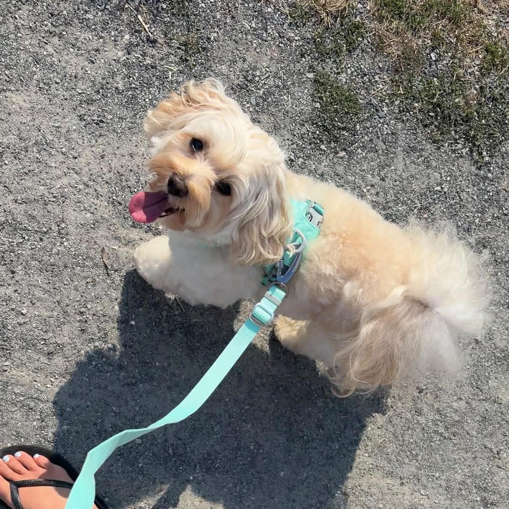 Owner's view walking a small cream-coloured dog on the mint green Ardor Free Leash. Photo by @finnegantrainor.